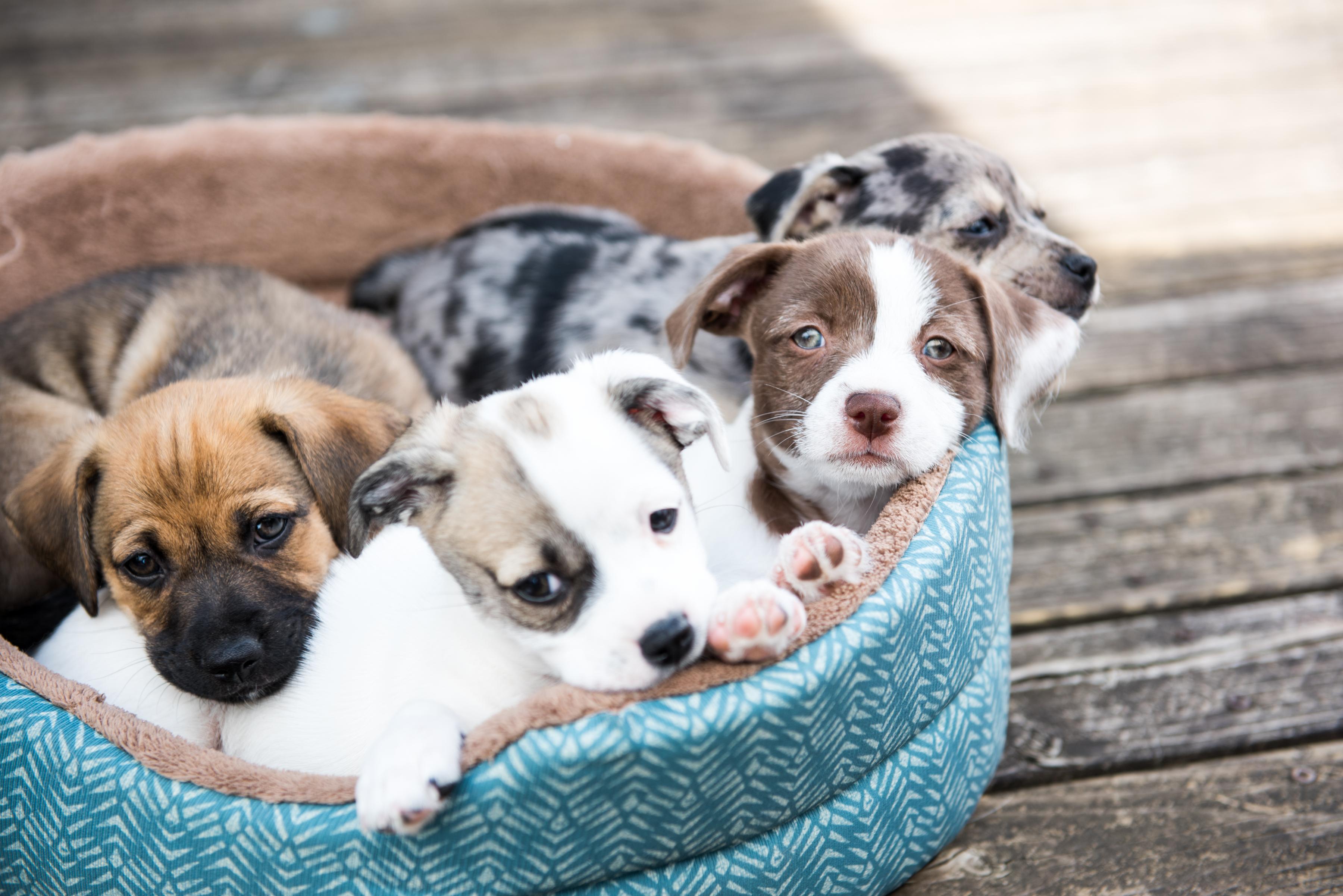 Four young puppies rest in soft blue bed on outside decking