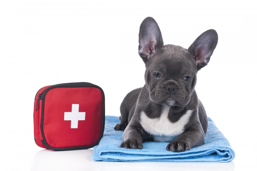 french bulldog puppy lying next to a first aid kit