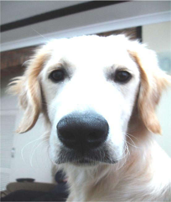 George Golden Retriever dog looking at camera