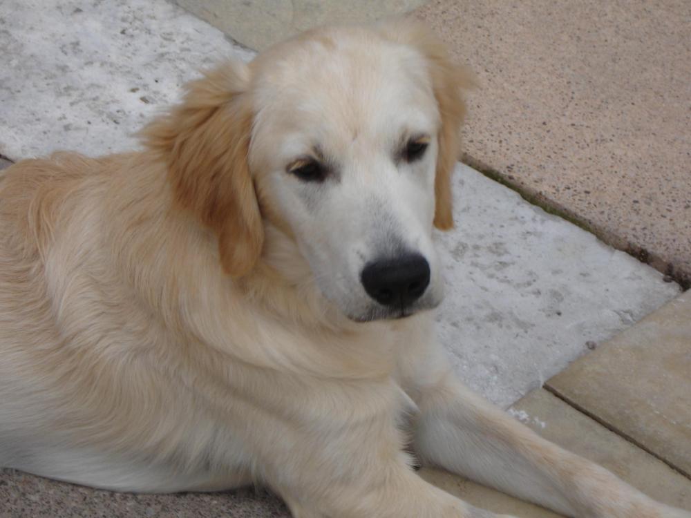 George Golden Retriever laying down on slate floor 