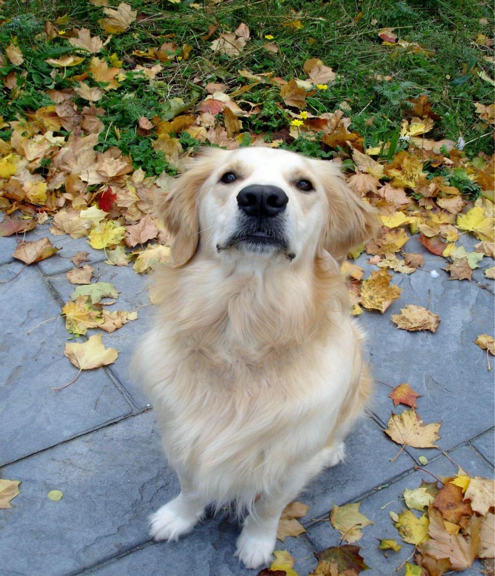 George Golden Retriever sitting in pile of leaves looking up at camera