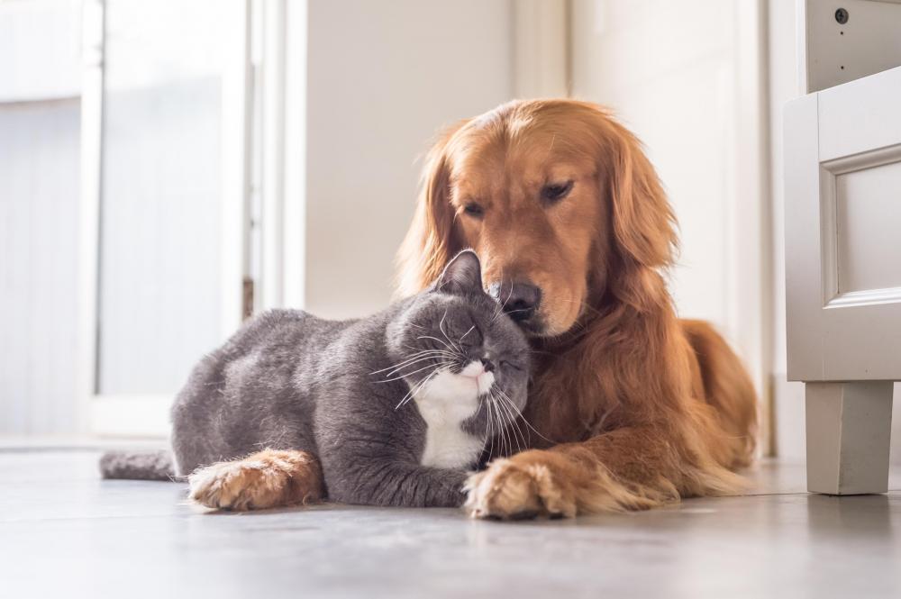 Golden Retriever dog and cat laying down next to each other as friends