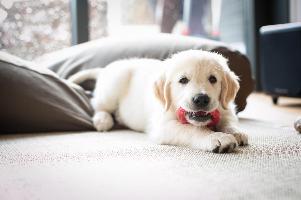 Golden Retriever puppy alone at home on bed with red rubber toy