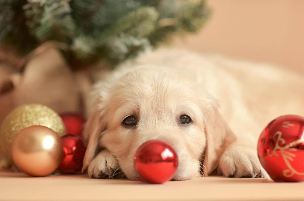 Dogs at Christmas: how to make sure your dog stays happy and safe