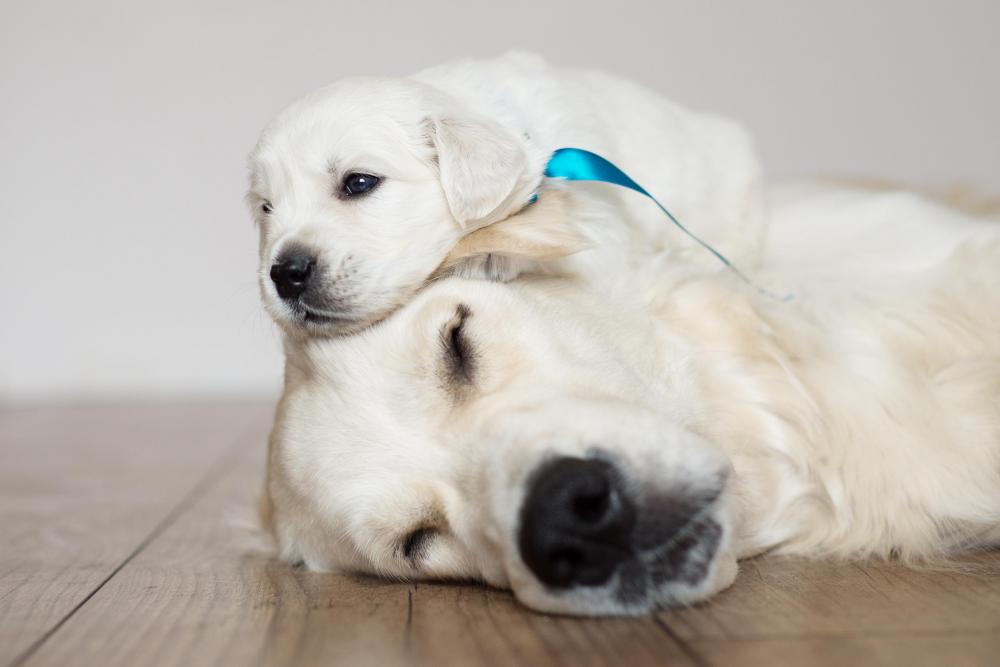 Golden retriever puppy rests on mums head as she sleeps on floor