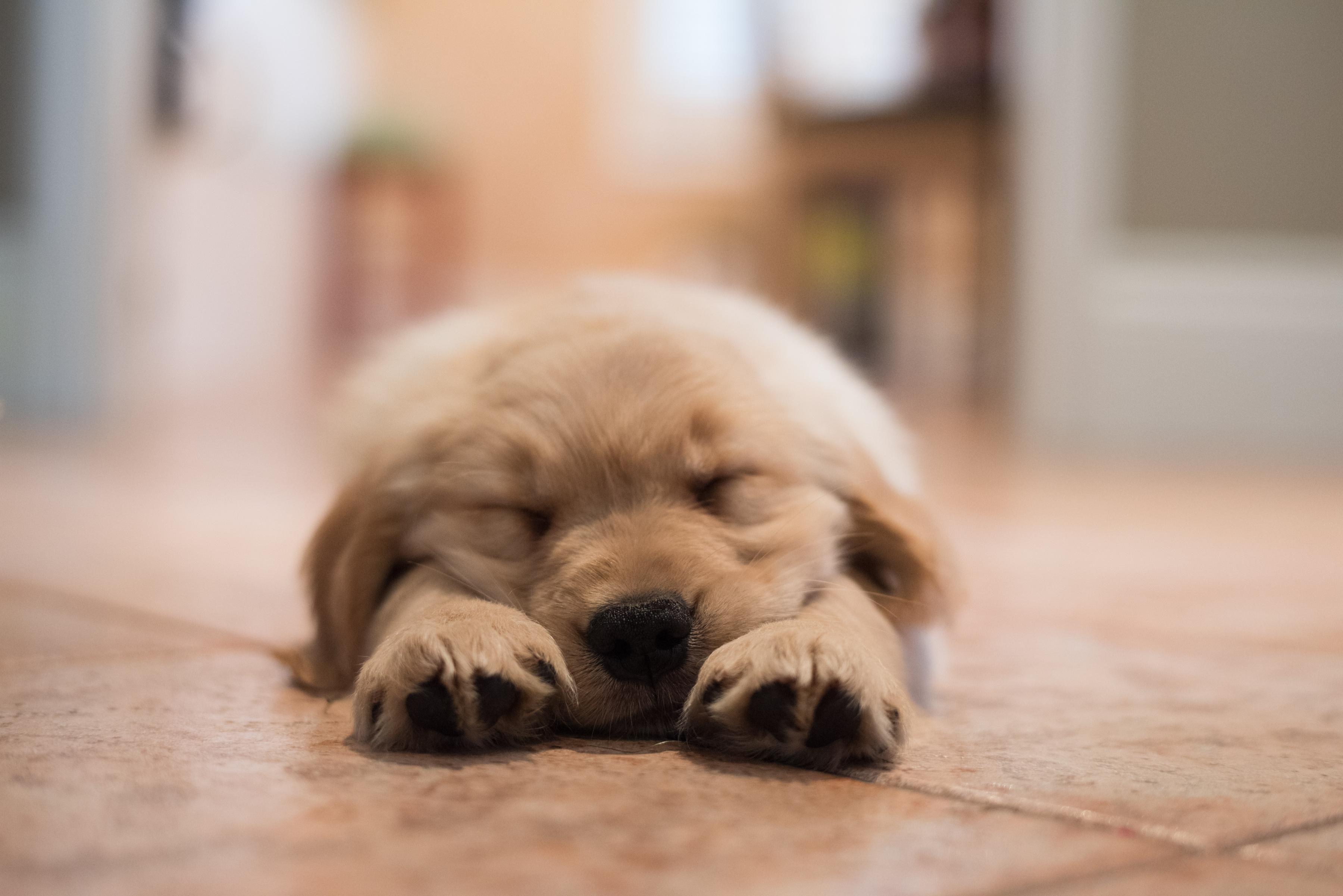 golden retriever puppy sleeping stretched out on the floor