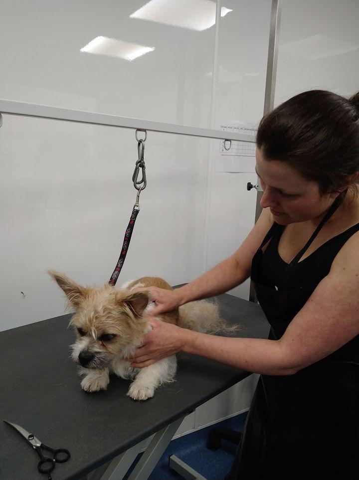 Grooming table