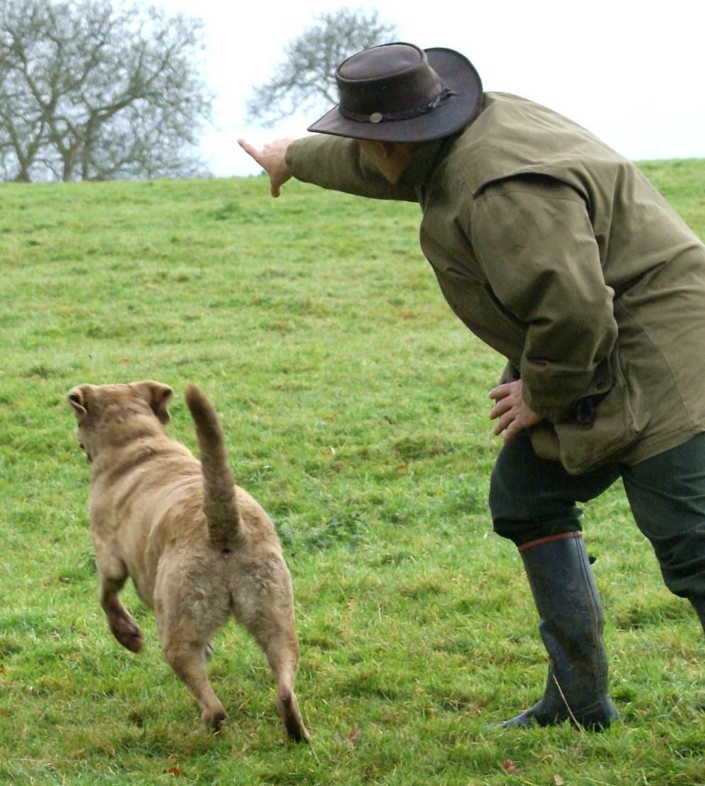 Gundog work