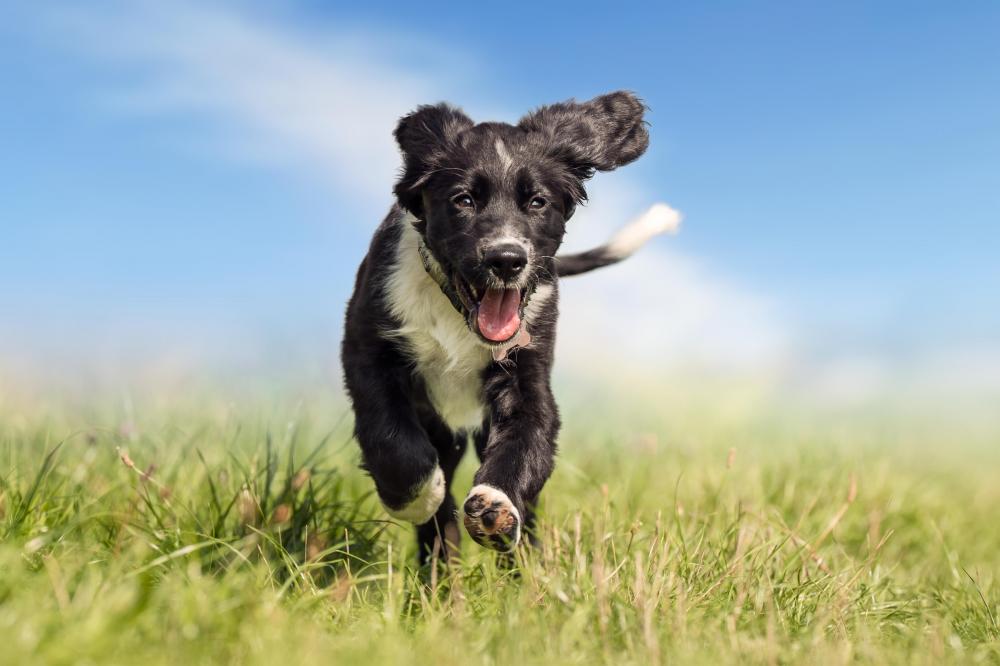 Happy 6 month old puppy running in the grass towards the camera