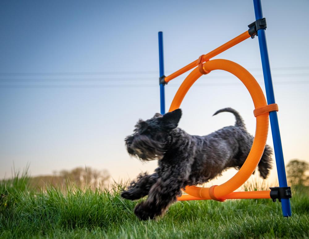 happy-miniature-schnauzer-leaping-through-agility-hoop