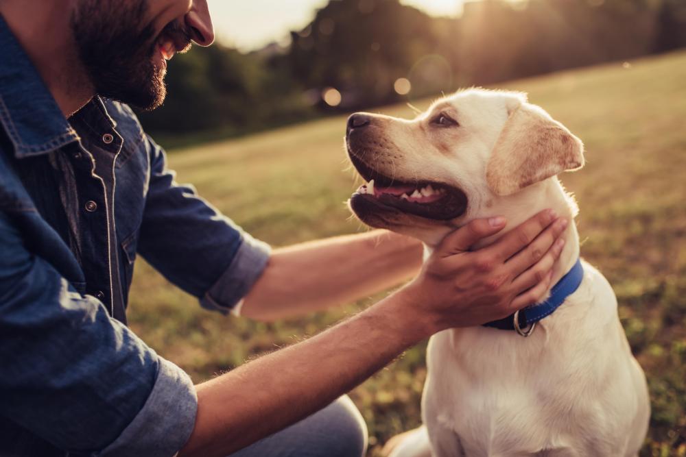 Happy yellow labrador dog being stroked by new owner in a park 