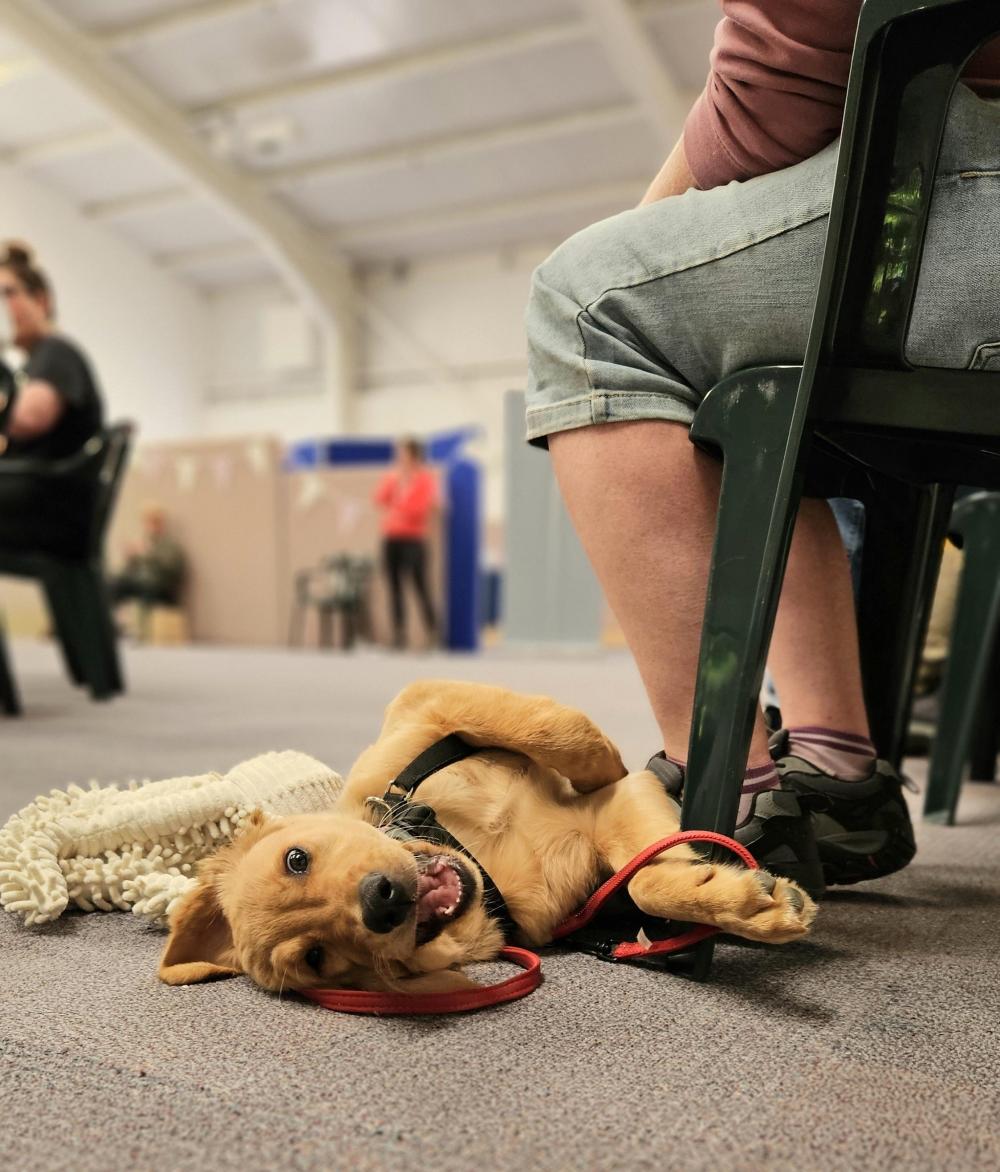 Hi! Puppy Attending Conference