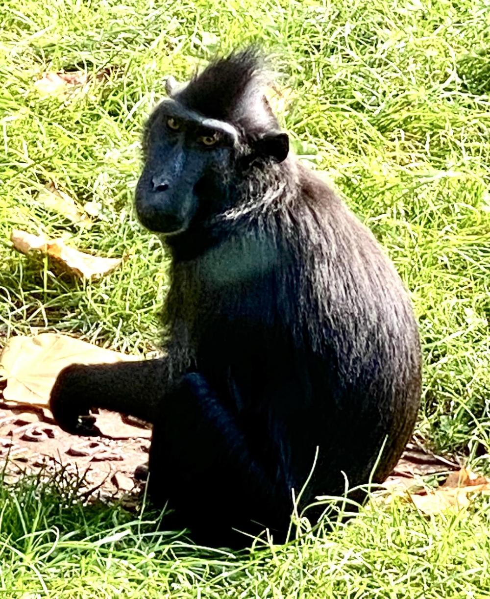 Honey - Sulawesi Black Crested Macaque