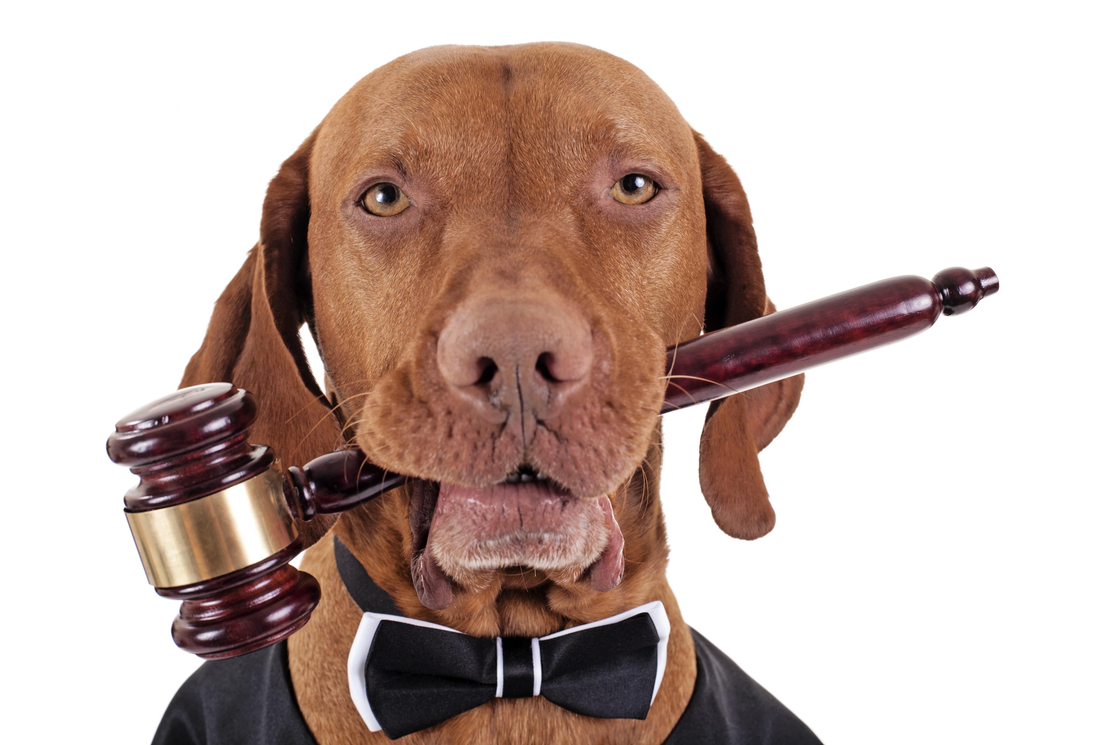 hungarian vizsla holding a gavel