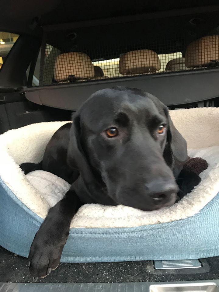 Jago black labrador lying in soft bed in the boot of the car