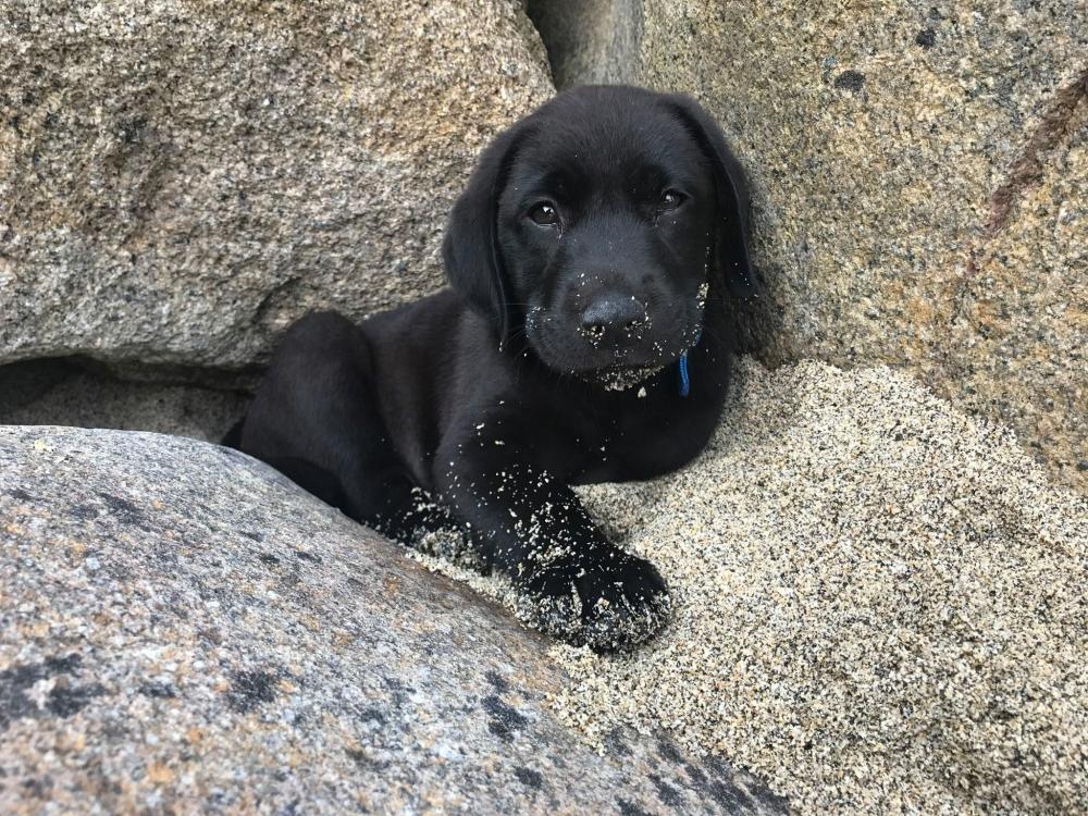 Jago black labrador puppy lying down in the sand