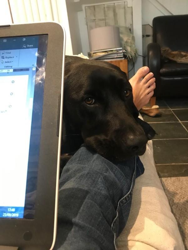 Jago black labrador resting chin on owners leg as they work at laptop