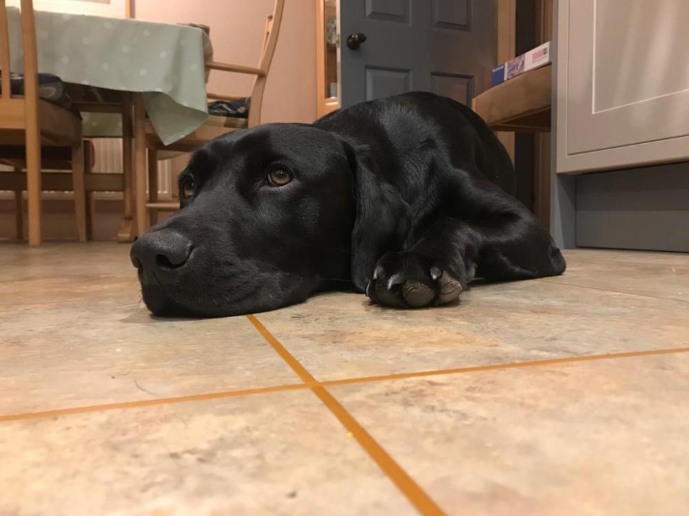 Jago black labrador settled calmly on kitchen floor 