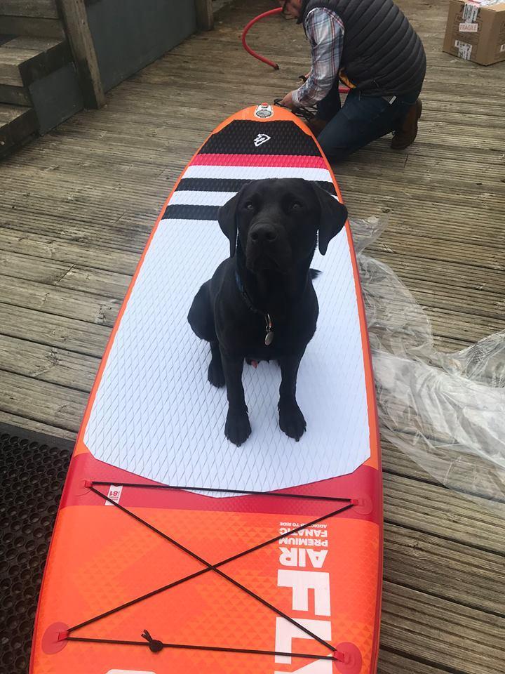 Jago the Black Labrador sitting on a surfboard looking at the camera