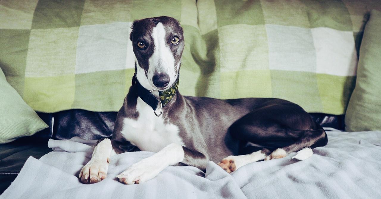 Jimmy the whippet laying on sofa looking into camera