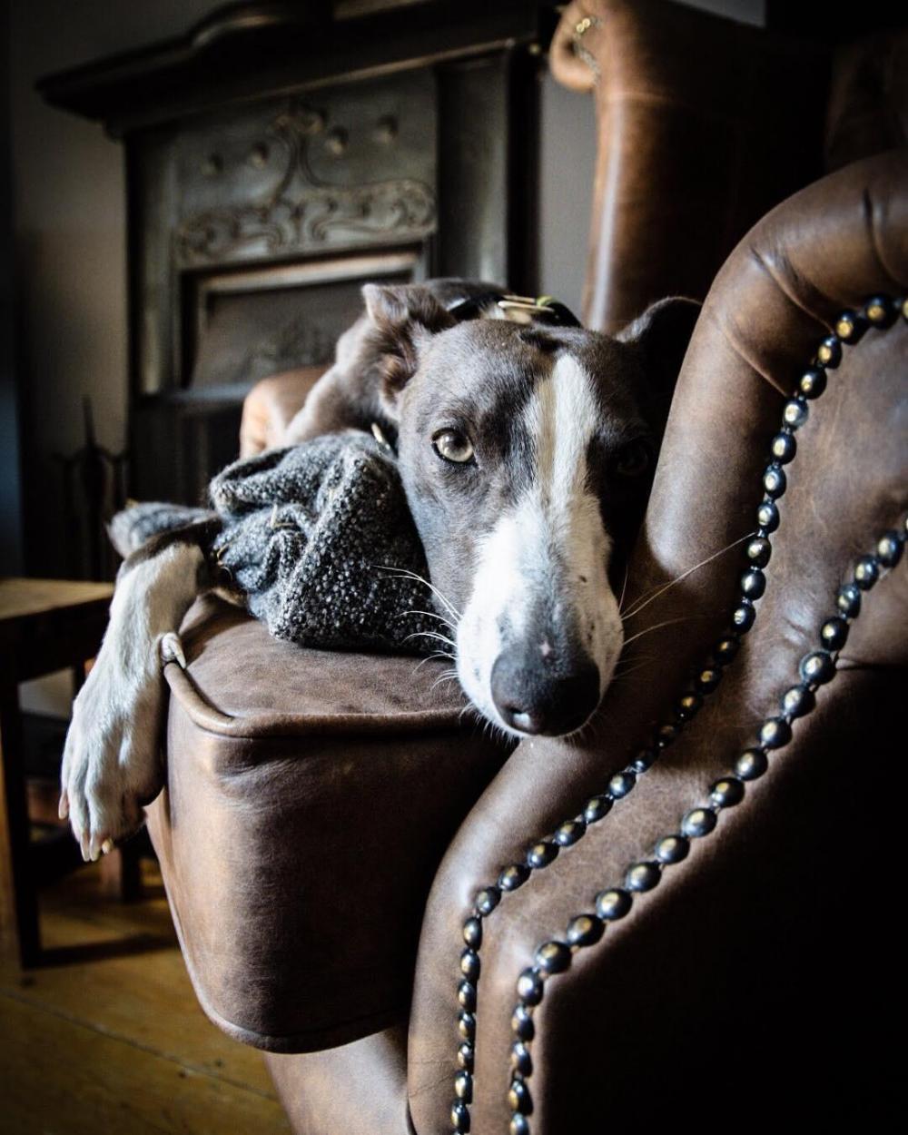 Jimmy the whippet resting on a brown sofa with a blanket