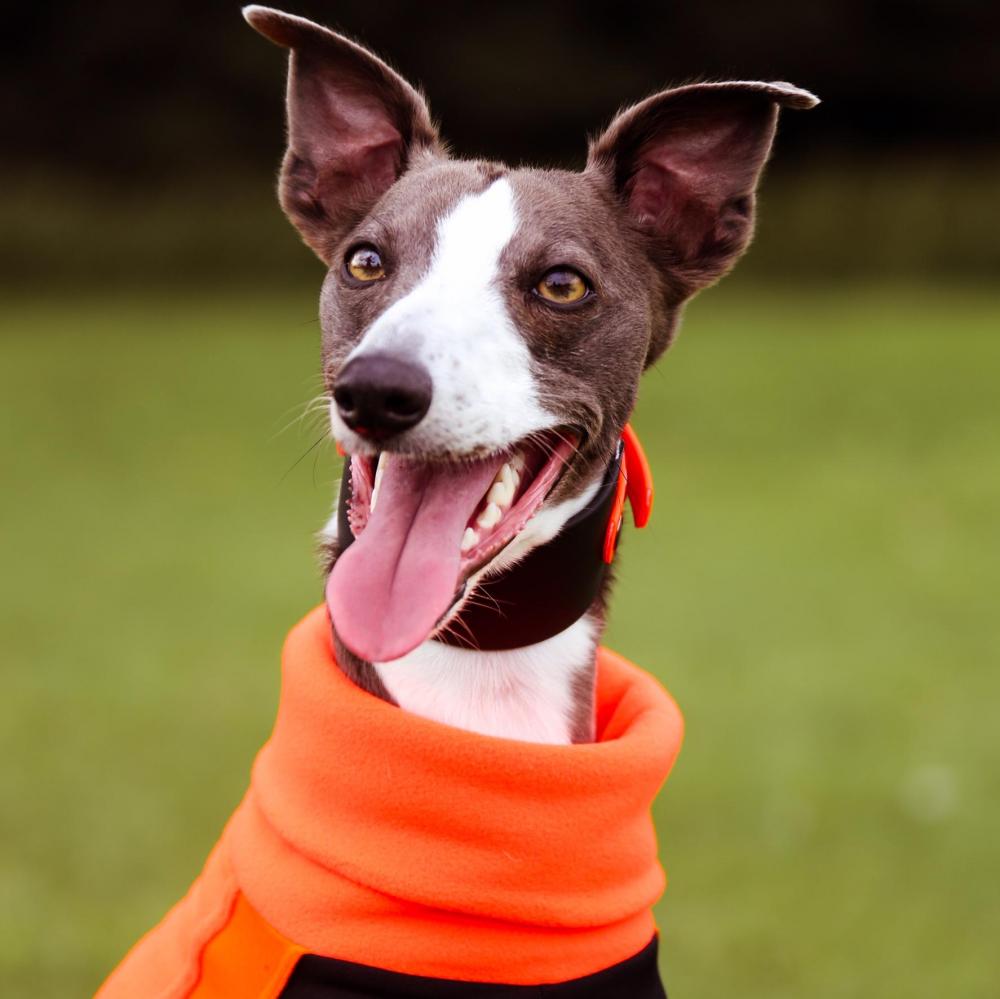 Jimmy the whippet smiling and wearing an orange fleece