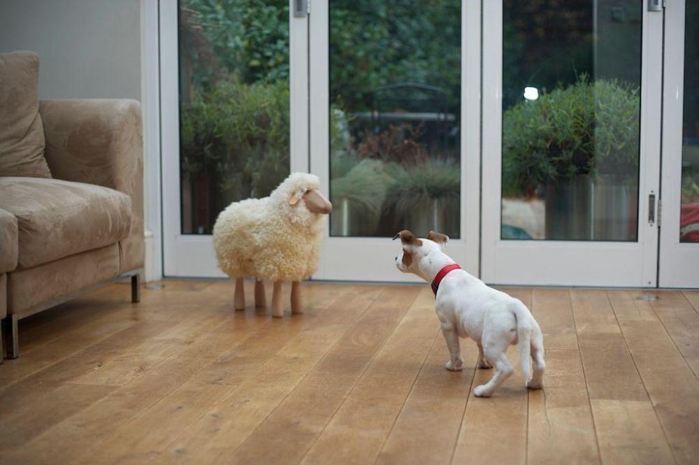 JRT scared of sheep