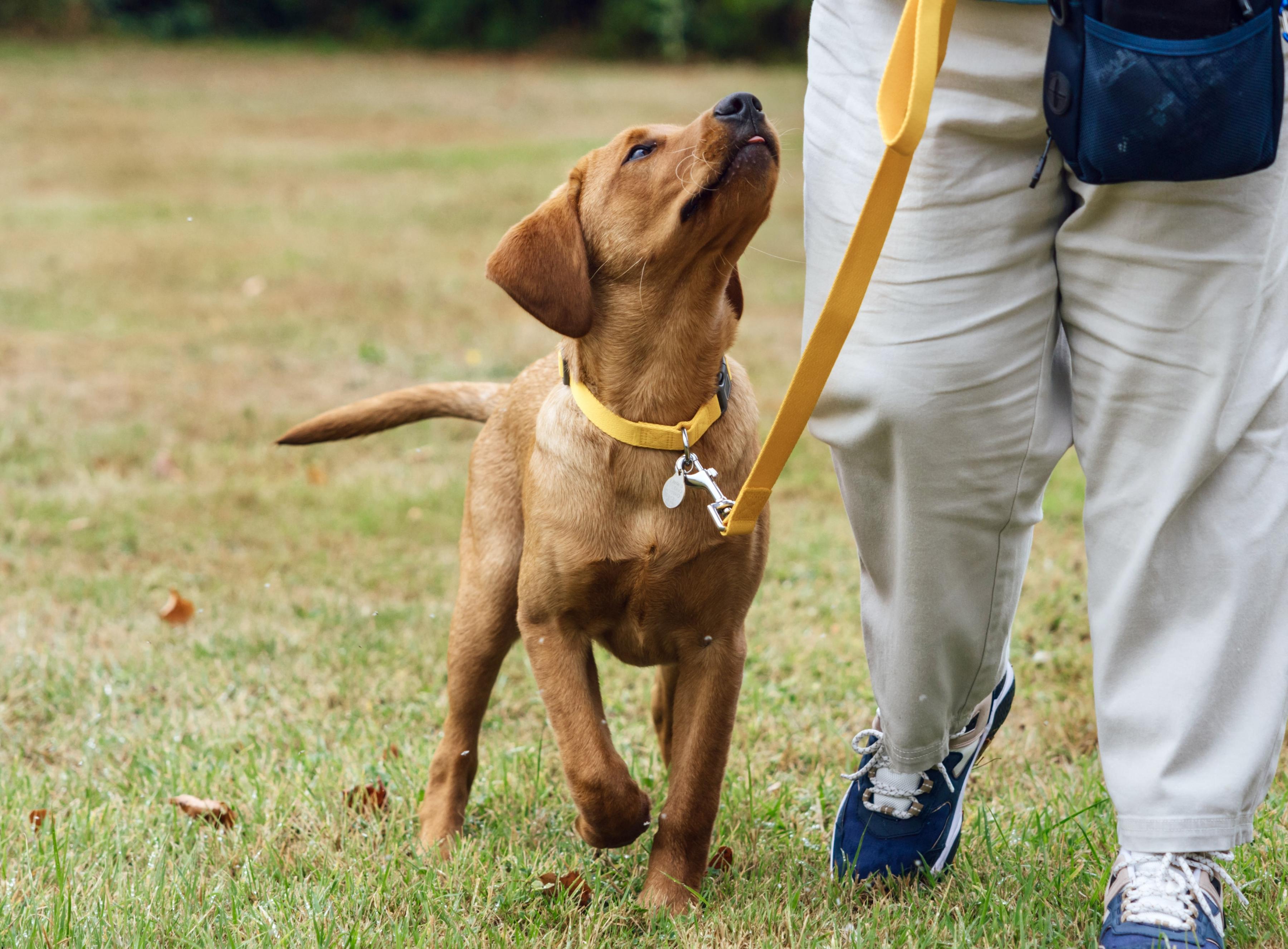 Labrador puppy walking on lead focusing on owner outside