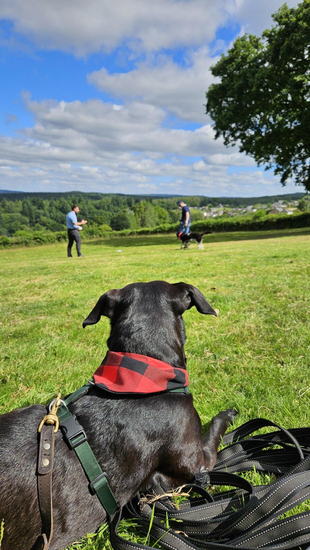 Laylah watching Mantrailing