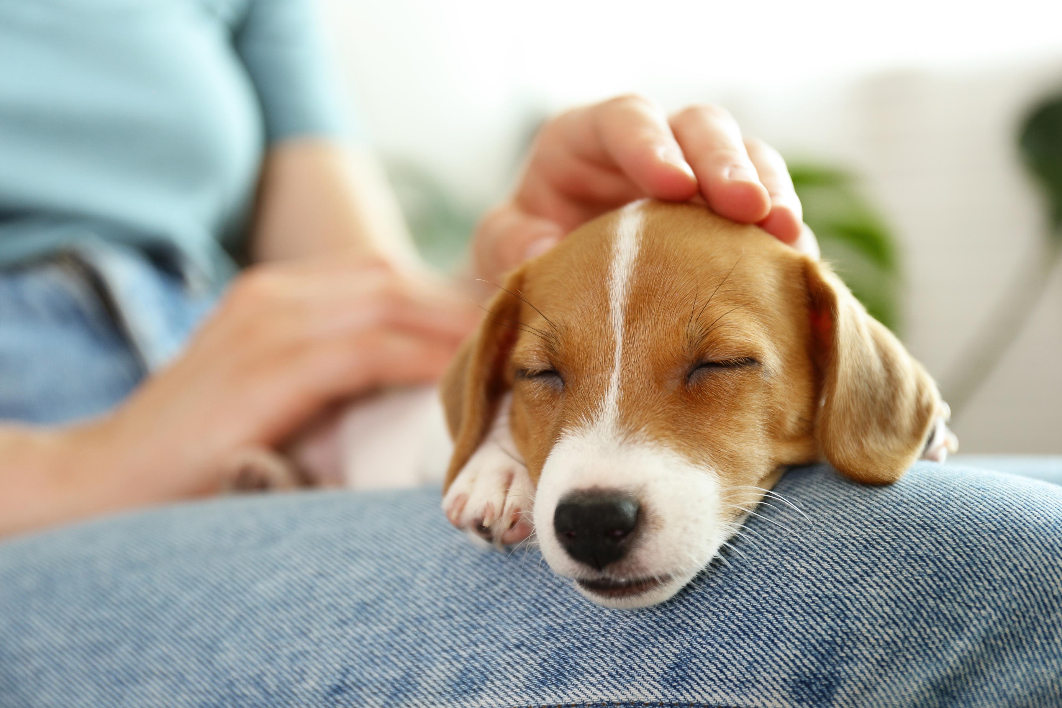 New dog content and resting on owners lap