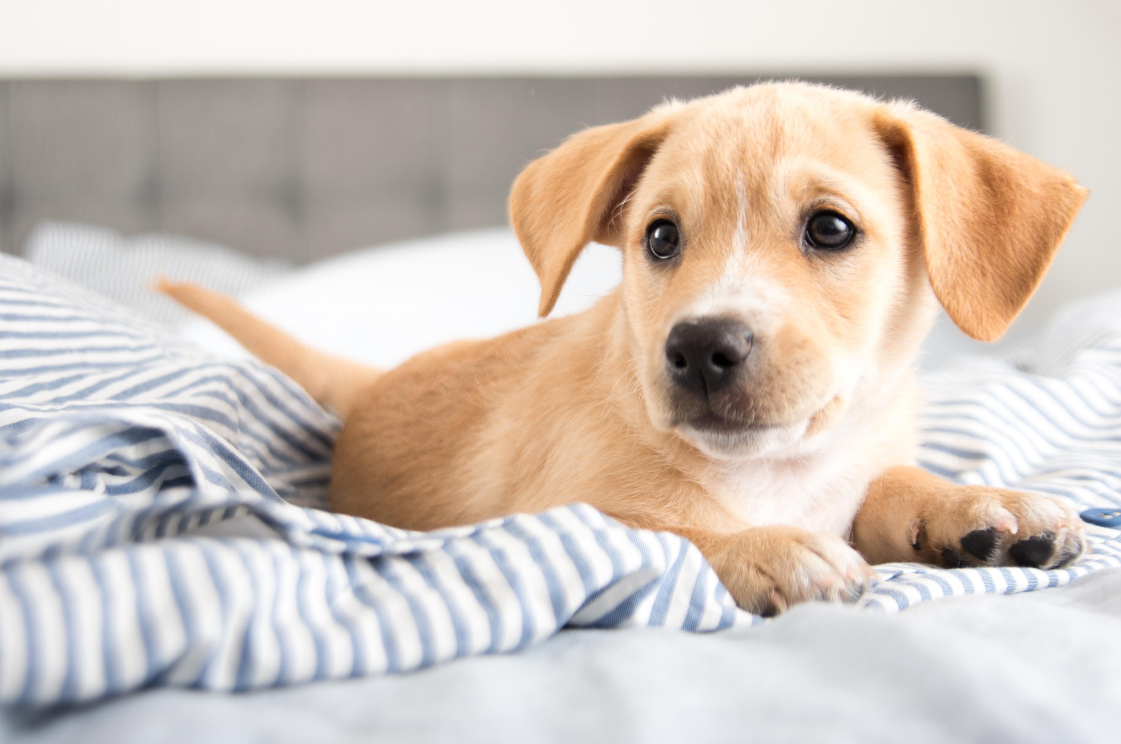 New puppy at home laying down on blue and white striped blanket