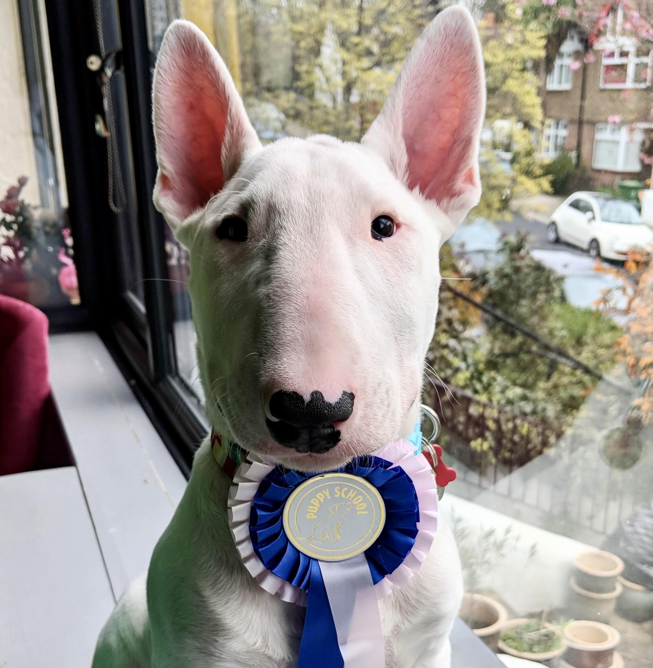 Norman - bull terrier