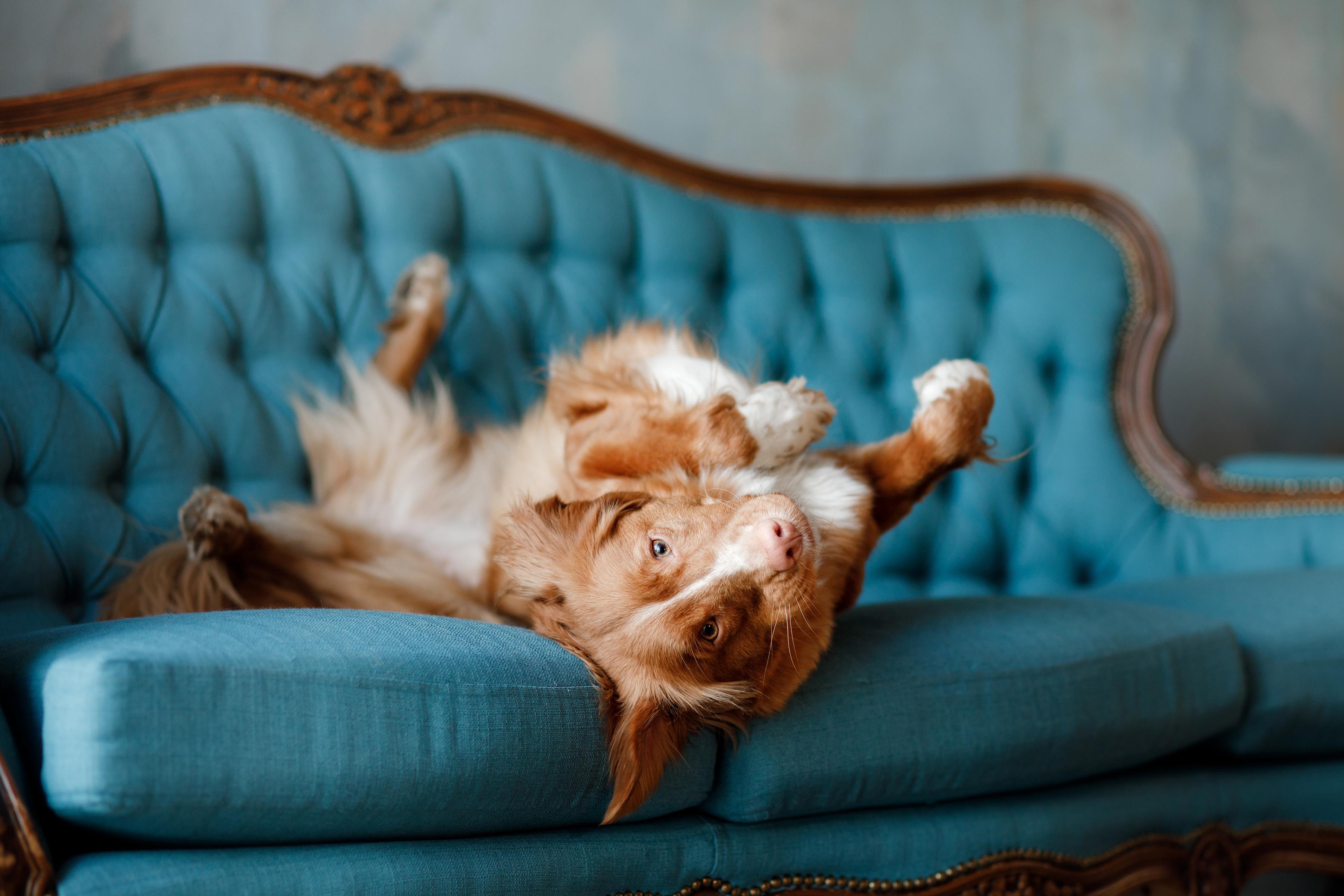 Nova scotia duck tolling retriever dog laying upside down on sofa