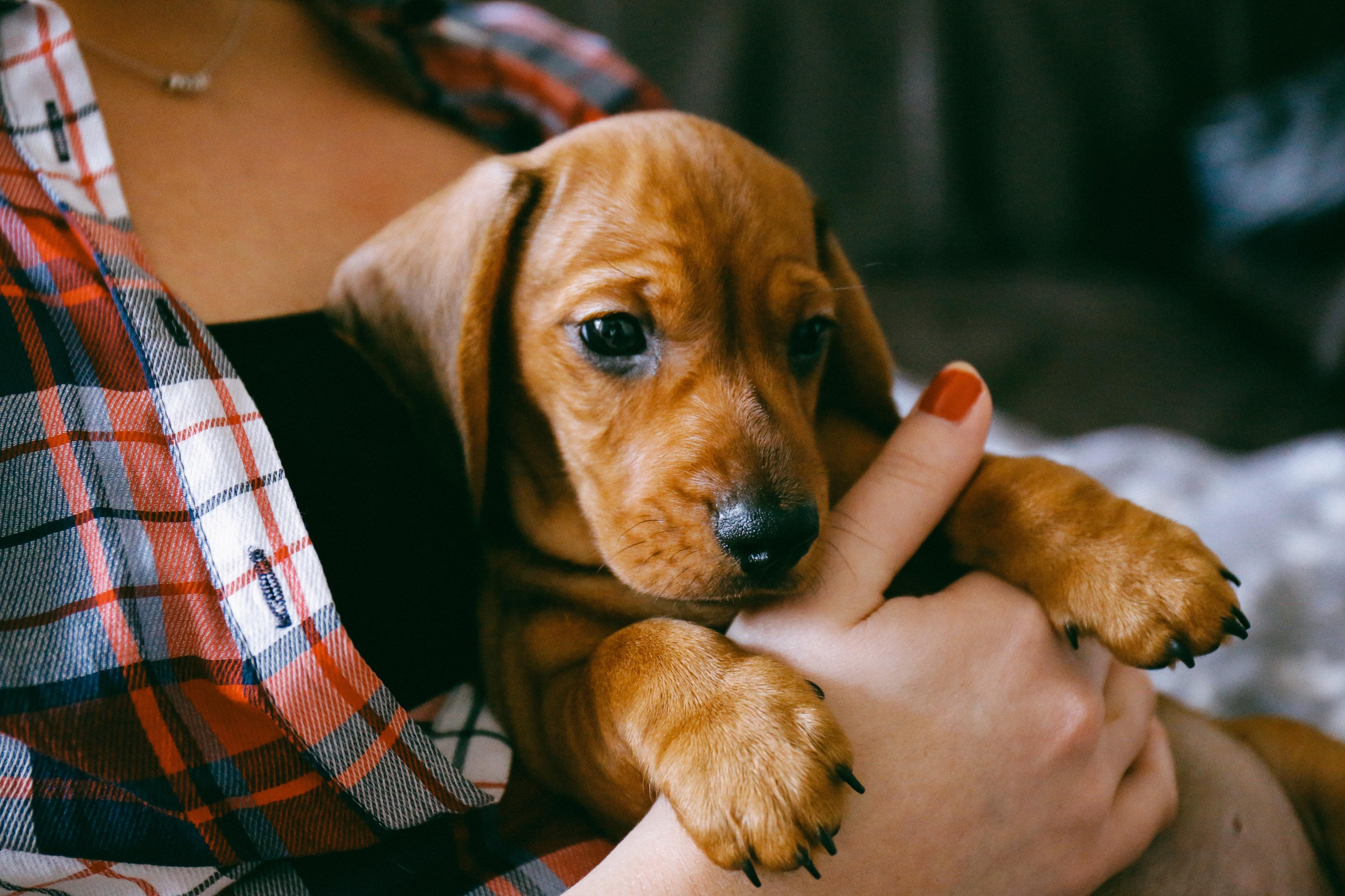 Owner holds young puppy in arms