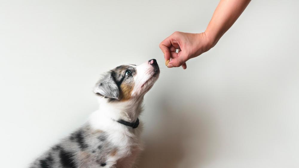 owner training Australian shepherd puppy to sit using food lure