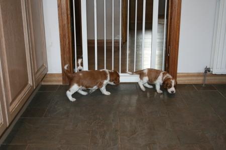 Puppies learning isolation