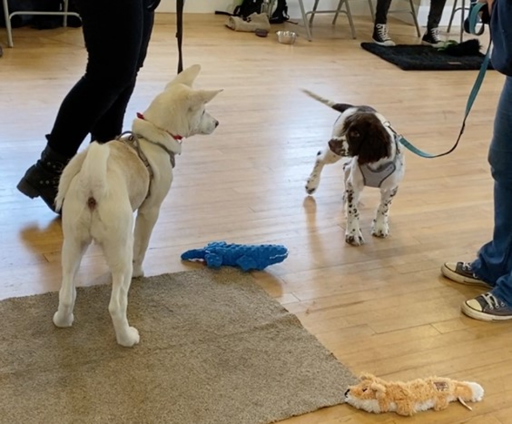 Puppies meeting on lead