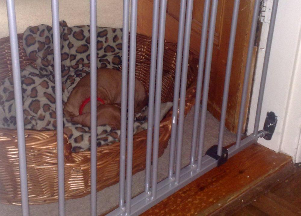 Puppy asleep behind a stairgate