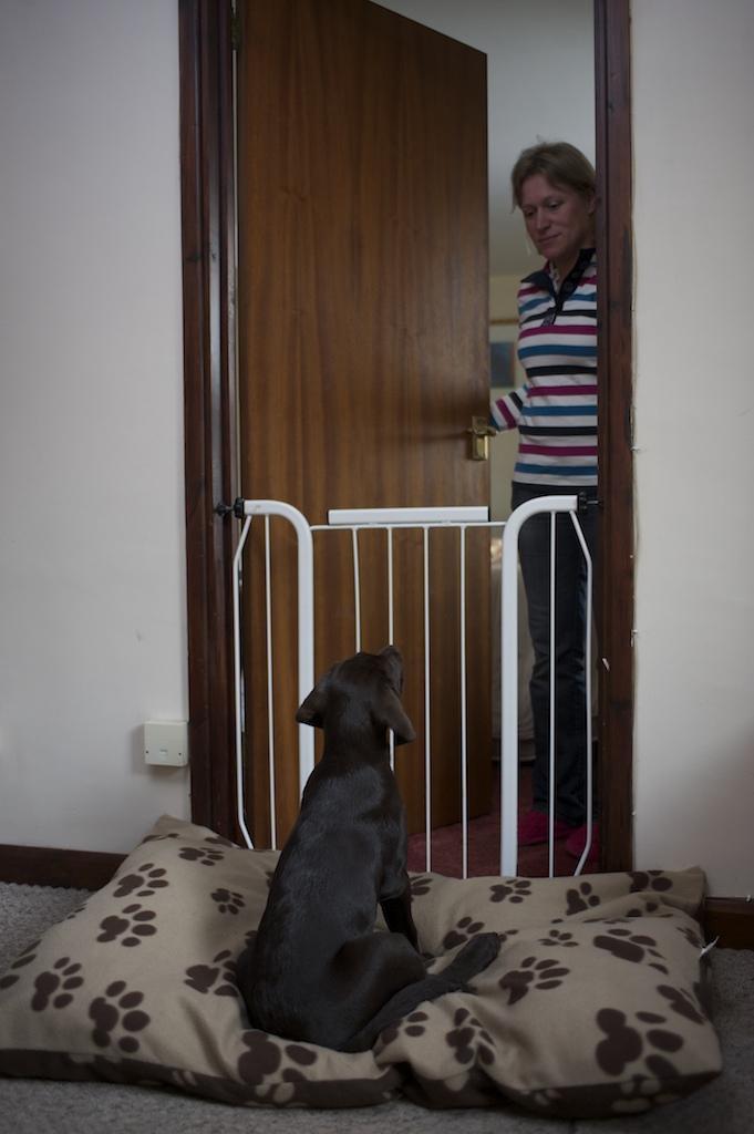 Puppy at stair gate