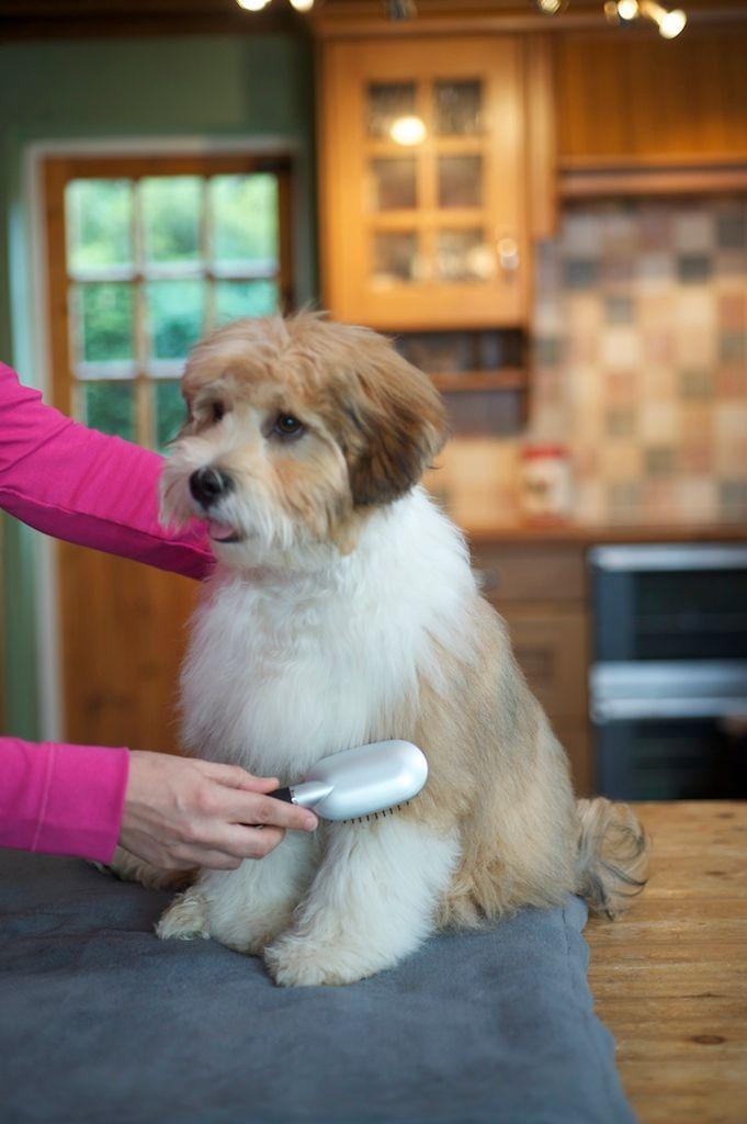 Puppy being brushed