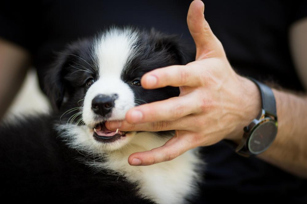 Puppy biting hand to relieve teething