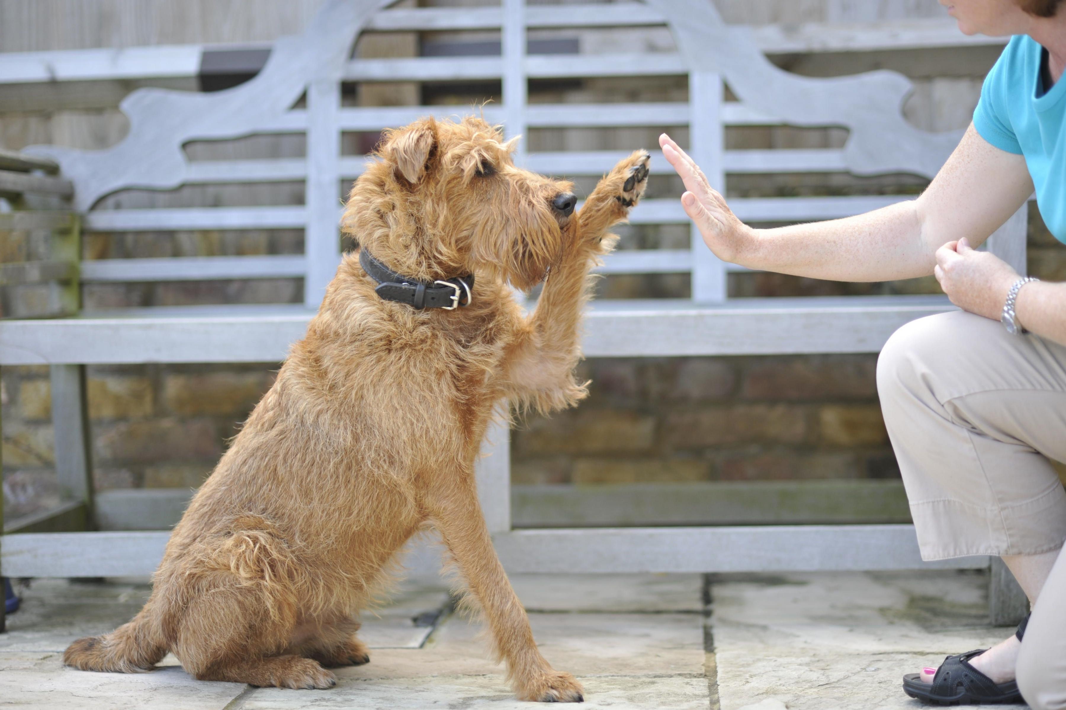 Puppy giving high five