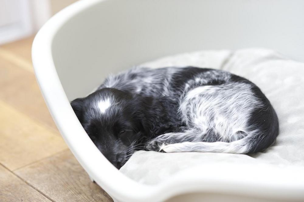 Puppy in bed sleeping