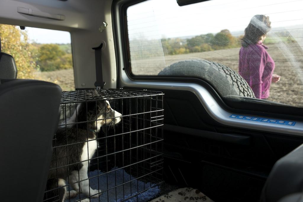 Puppy in crate in car