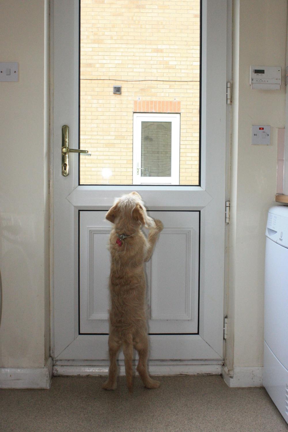 Puppy jumping at door