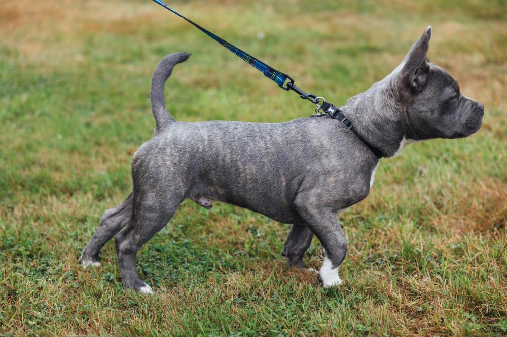 Grey staff puppy on lead on grass, alert with very upright body language, pulling forward, tense with a front paw raised