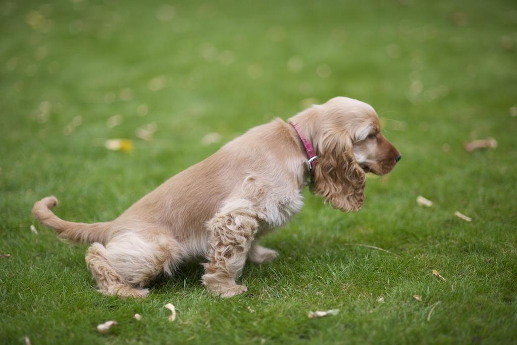 Puppy peeing on grass