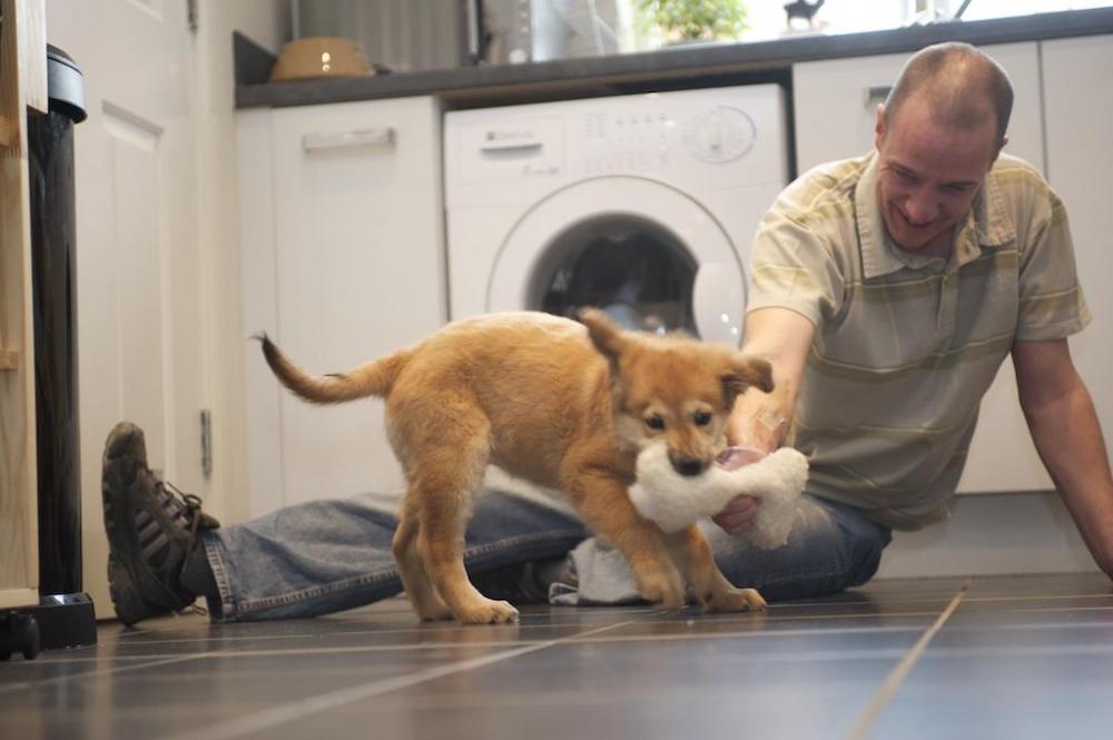 Puppy playing with toy