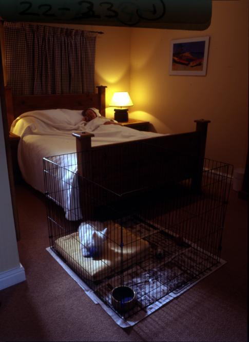 Puppy playpen in bedroom