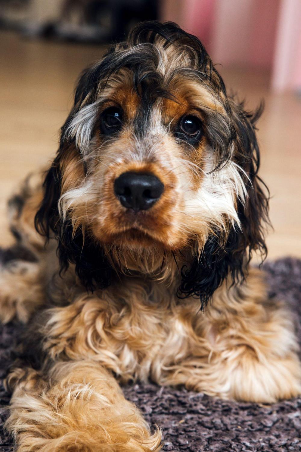 Puppy portrait